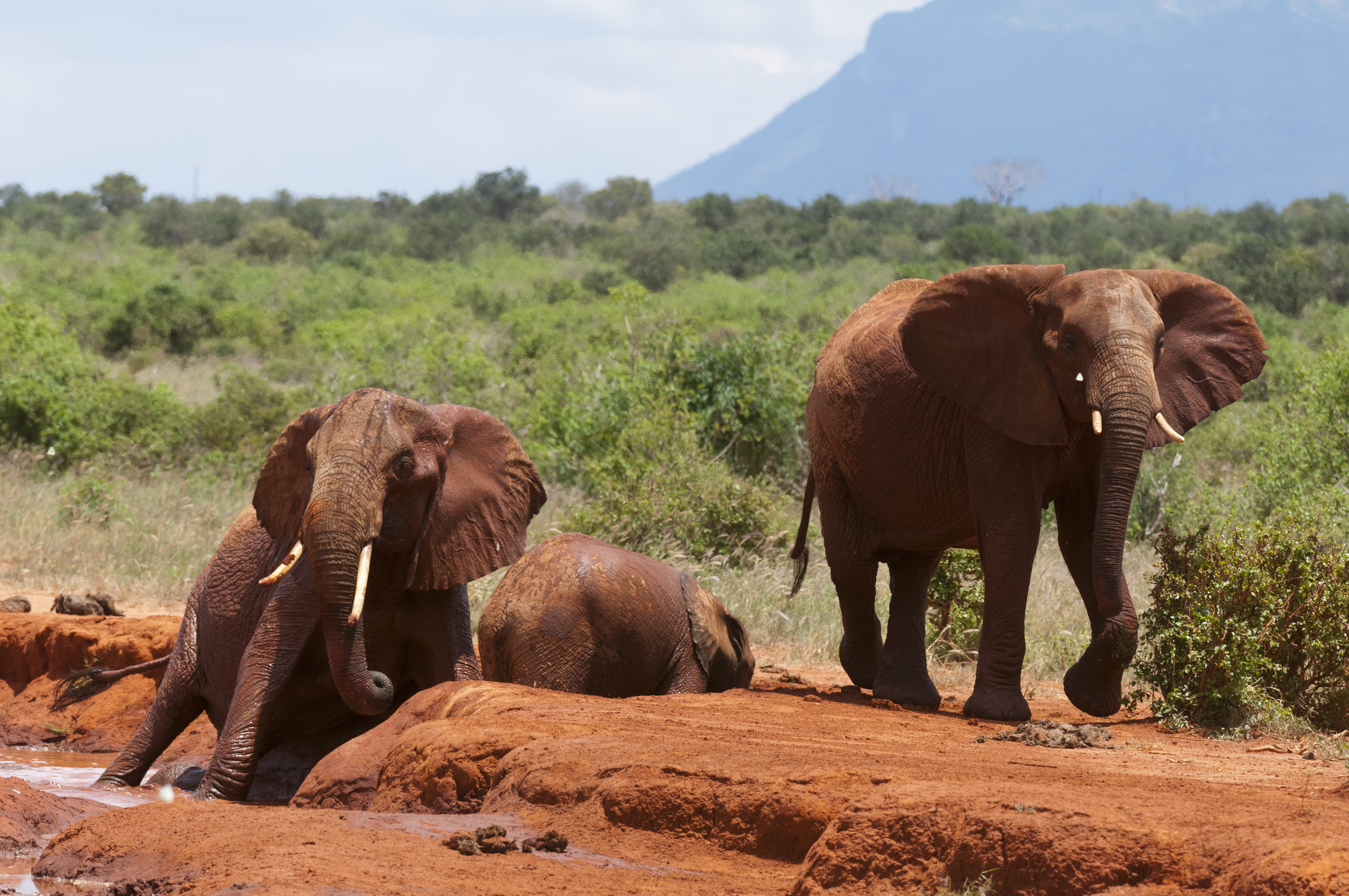 Tsavo National Park Festive Season Safari Package