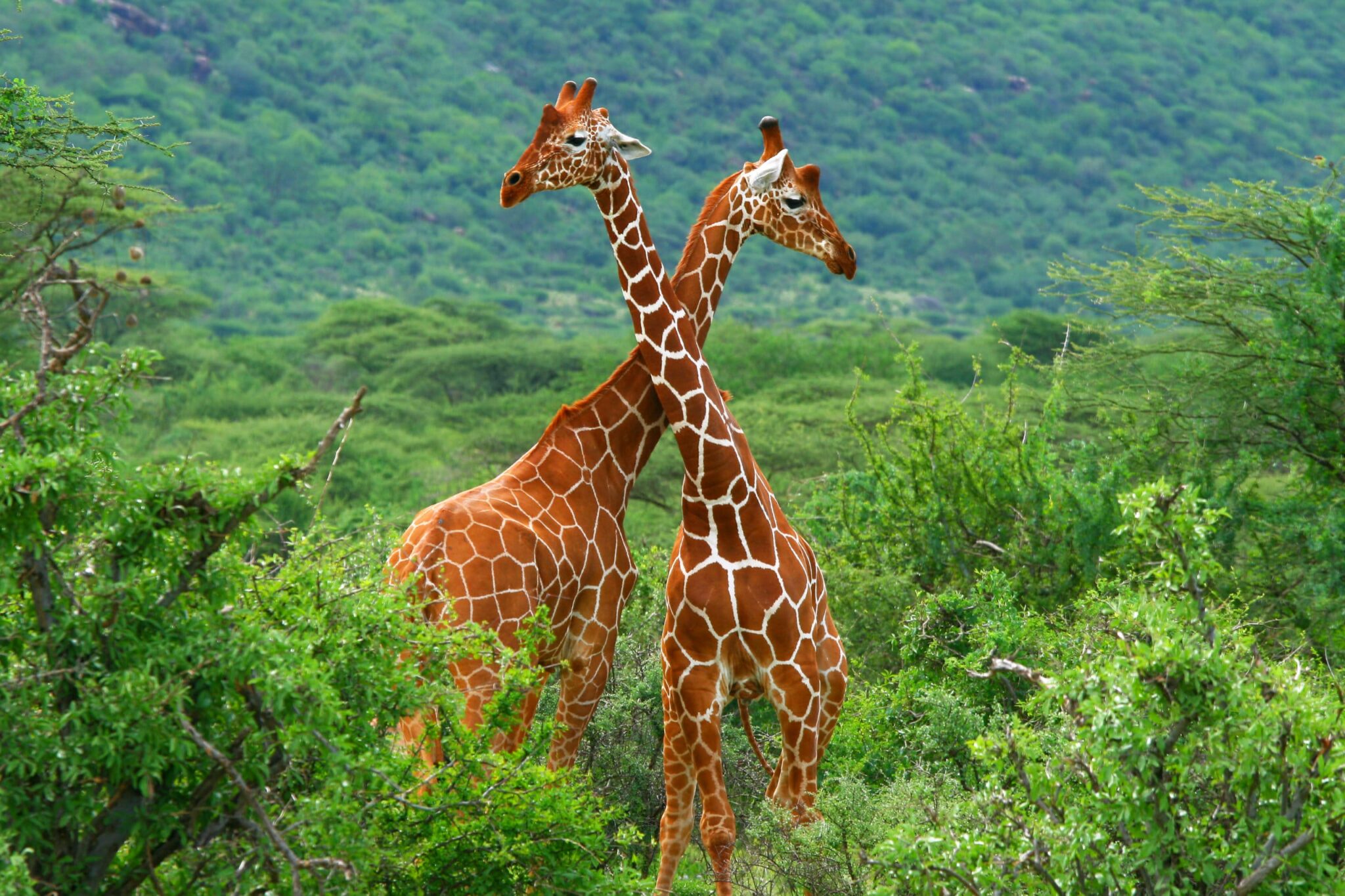 Samburu National Reserve Festive Season Safari Package
